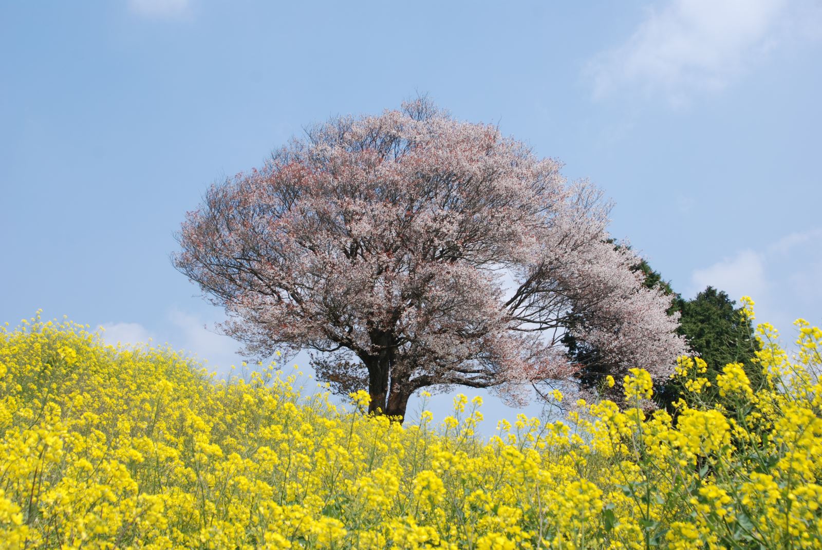 ▲馬場の山桜